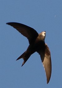 Mauersegler faengt Insekt